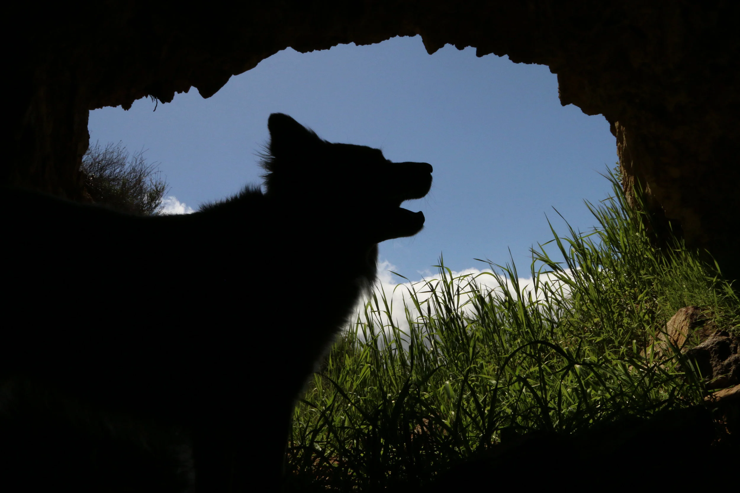 Our dog Fox inside one of the abandoned mines.