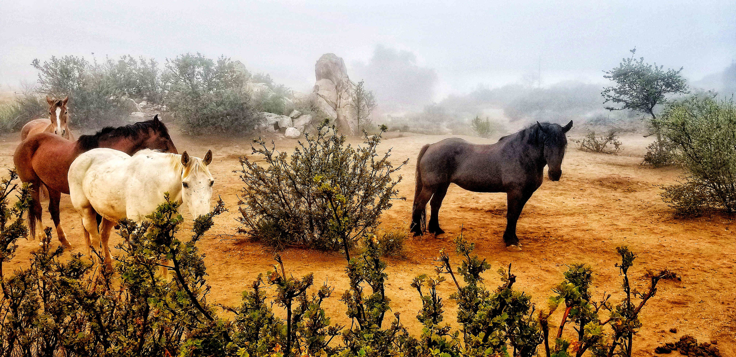 horses mist bright lo res.jpg