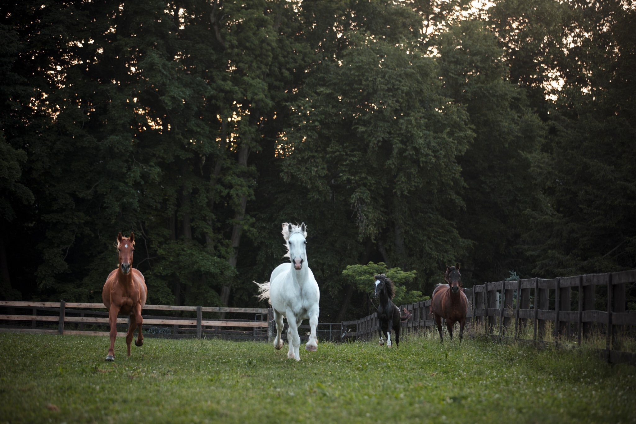 two moons 4 horses.jpg