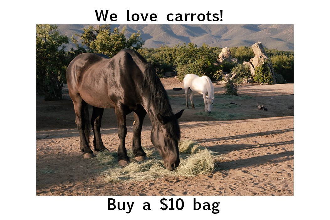 Three horses—one black, one white, one in the background—grazing on hay in a Southern California mountain pasture. This image promotes buying carrots for the Silver Horse herd.
