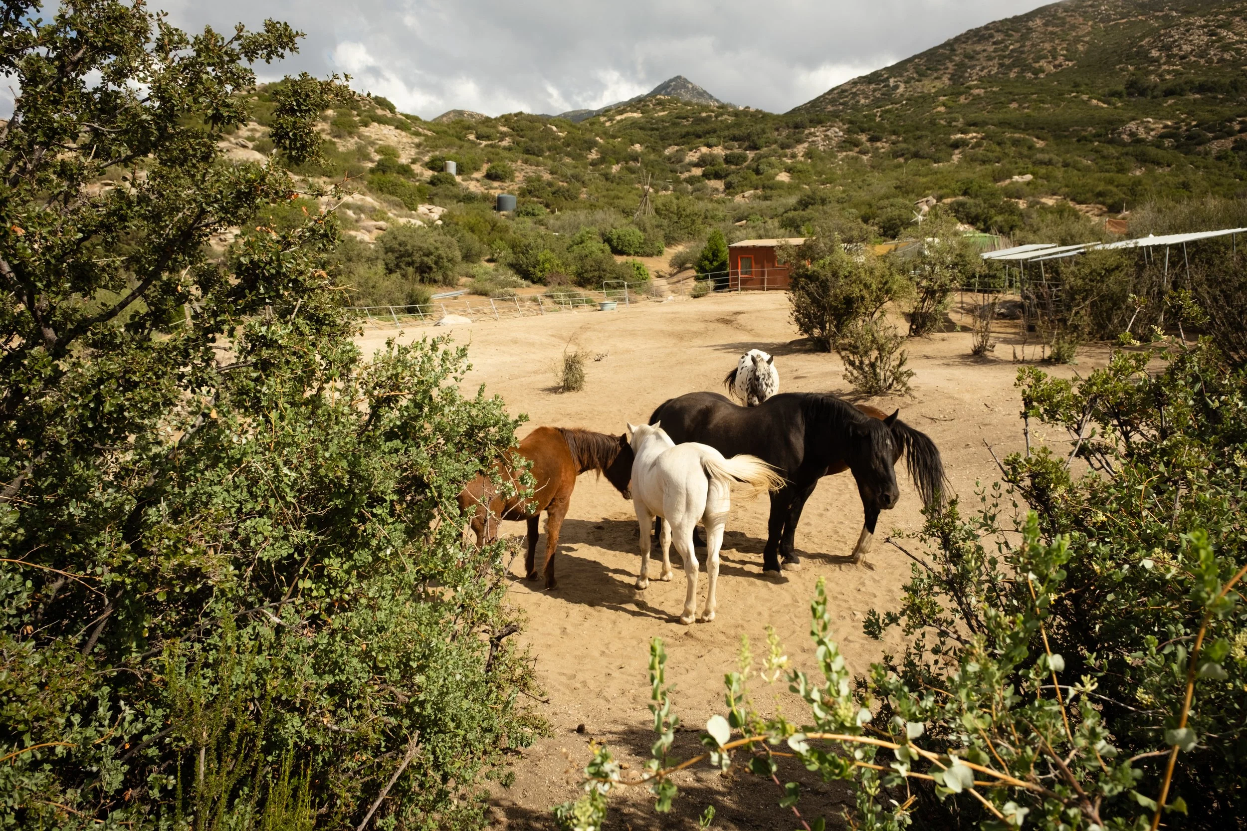 Horse Constellation Day at Silver Horse Retreat