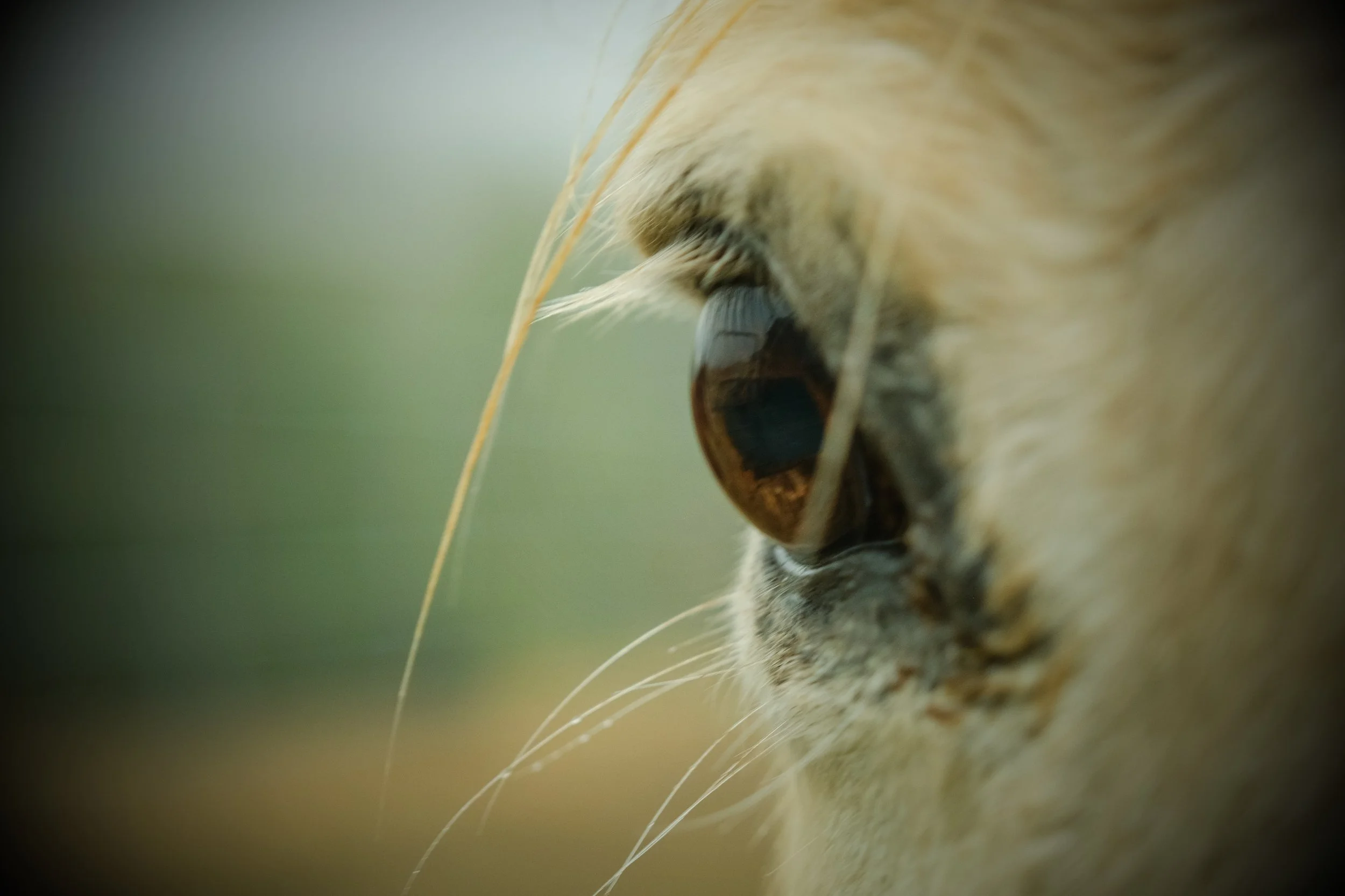 Healing Wednesday- Horse Constellations and Table Top sessions