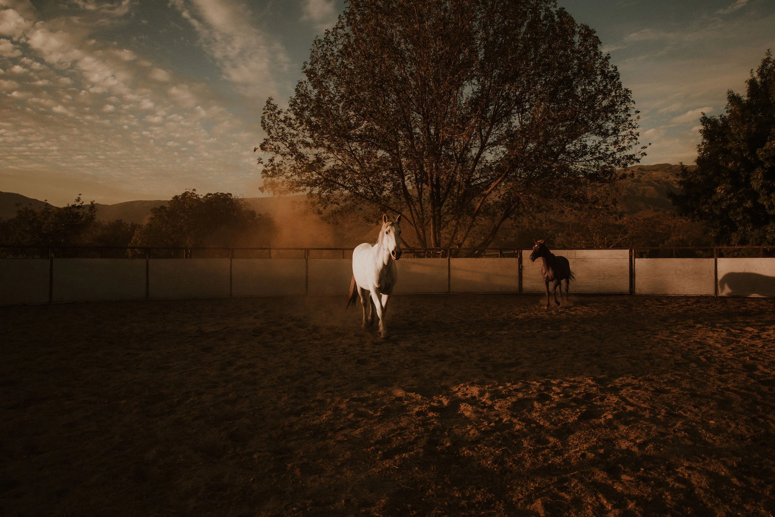 Horse Constellation Afternoon in Upper Ojai
