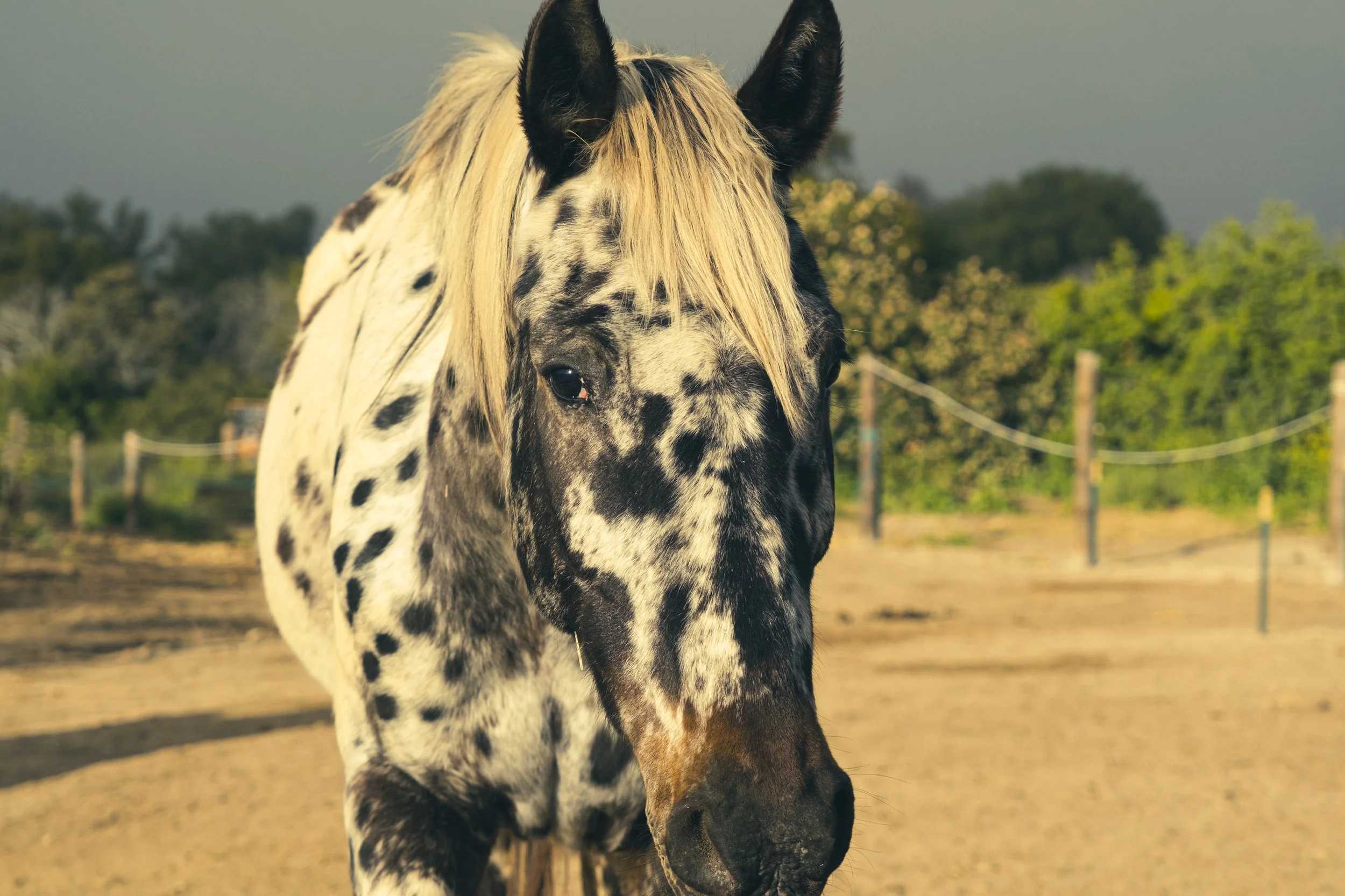 Meiji Day - Meteor Shower Camp-Over + Horse Constellations