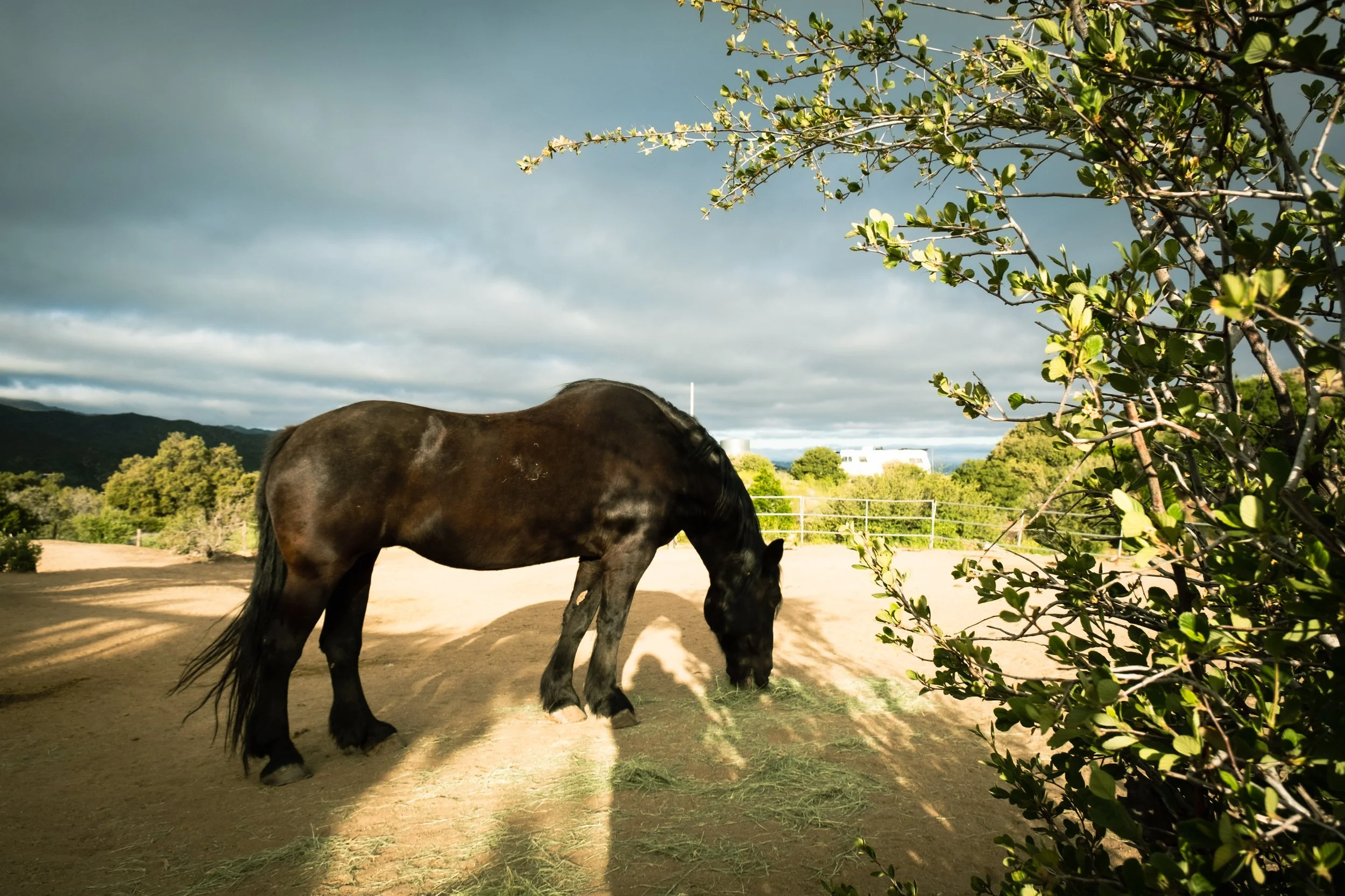 Horse Constellation Day with Sara Fancy and the herd