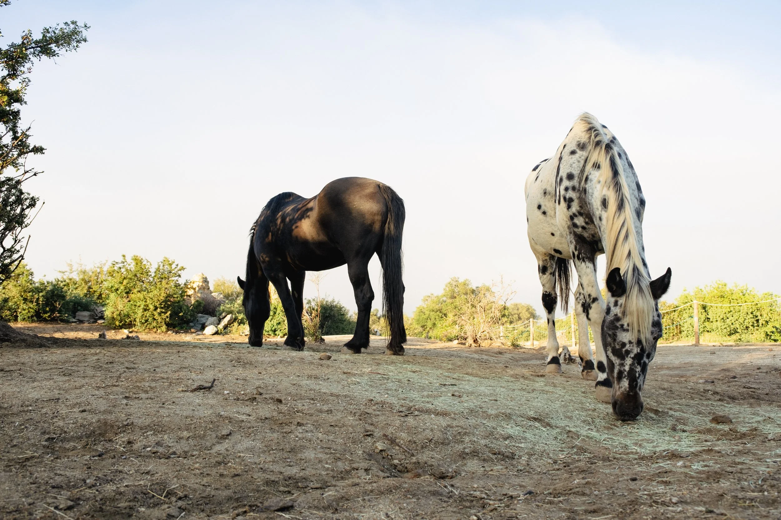 Two-Day Horse Constellation at Silver Horse Retreat 