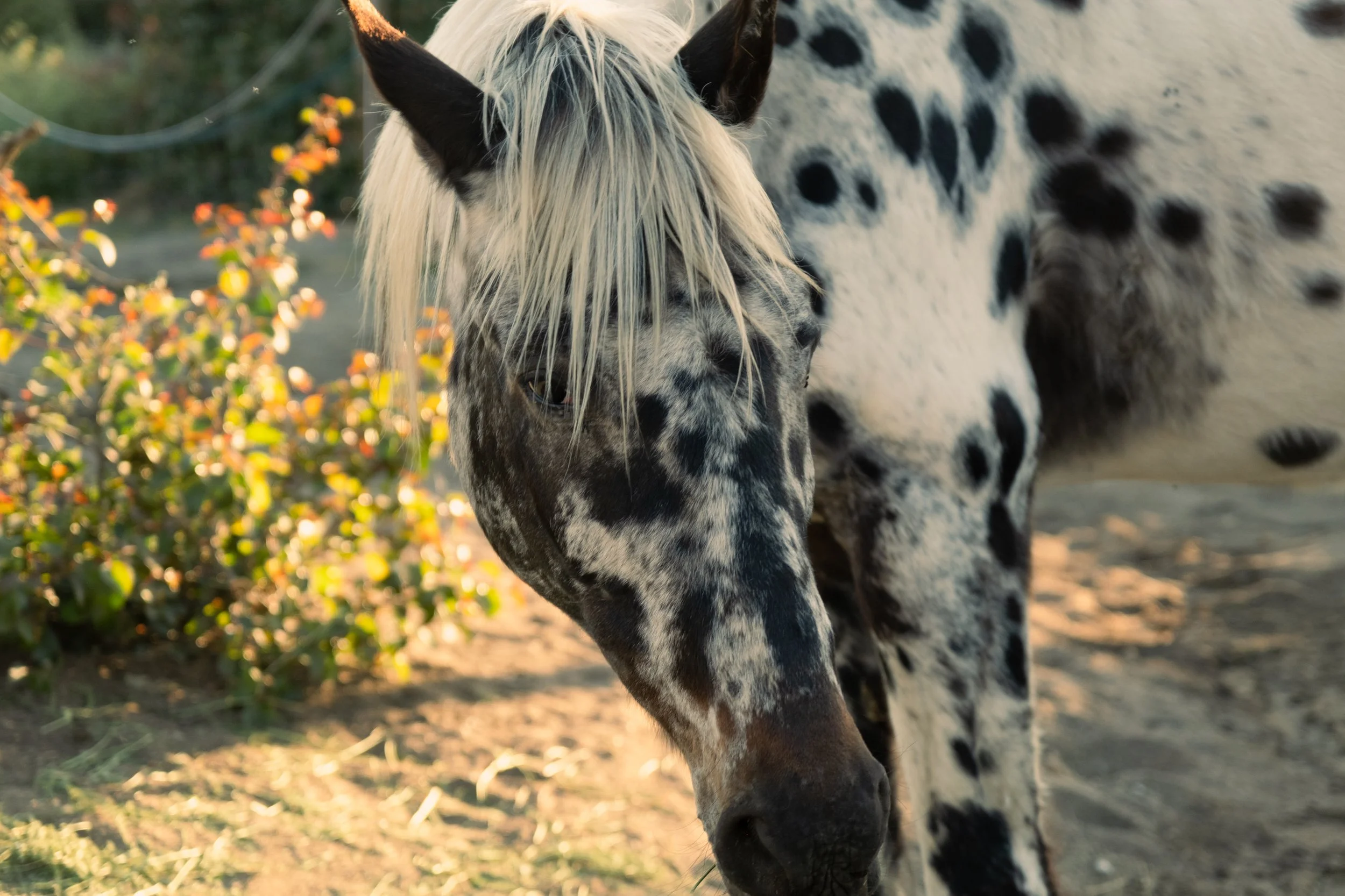 Summer Horse Constellation + Overnight Stay