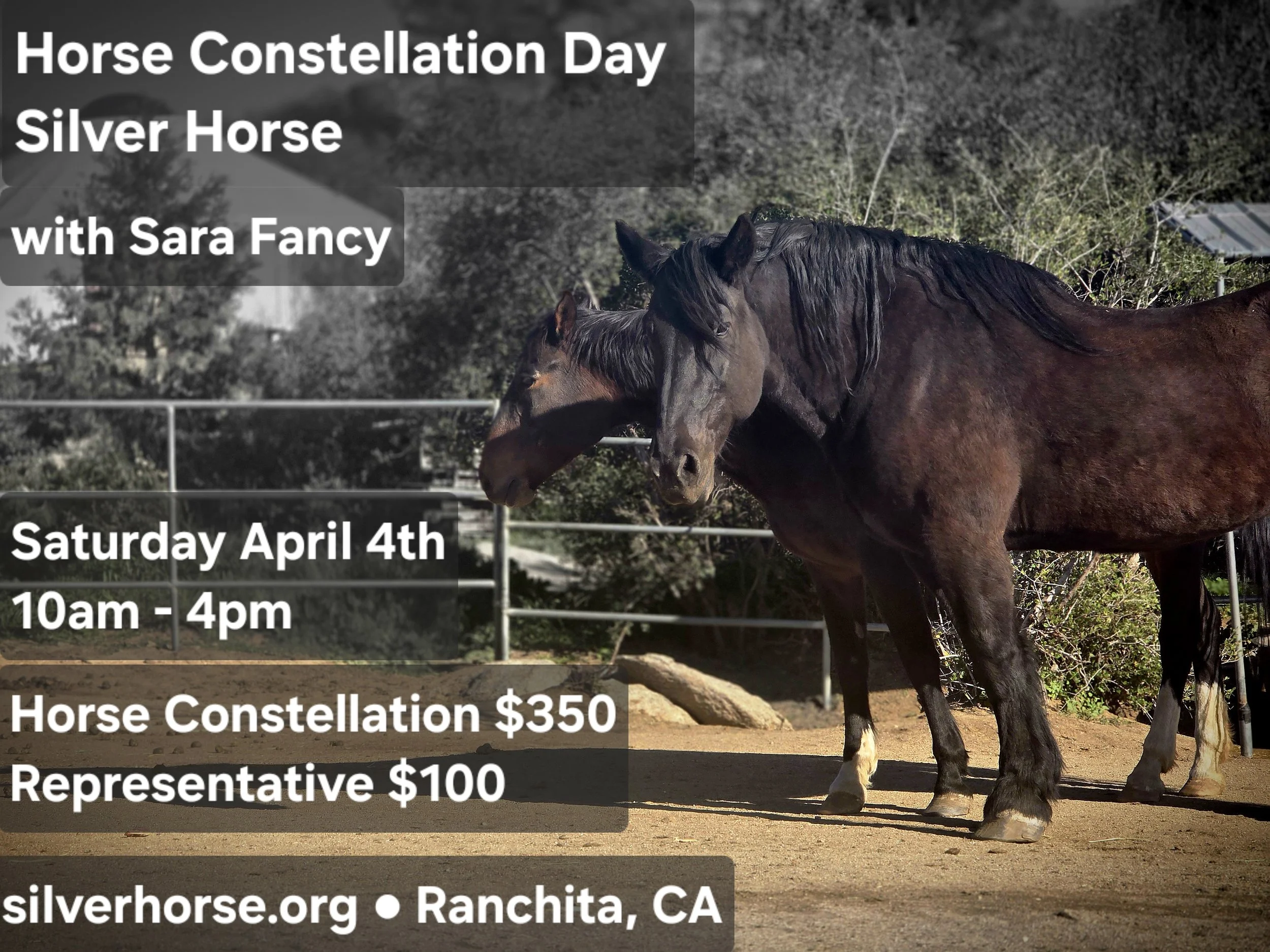 Horse Constellation Day with Sara Fancy at Silver Horse 
