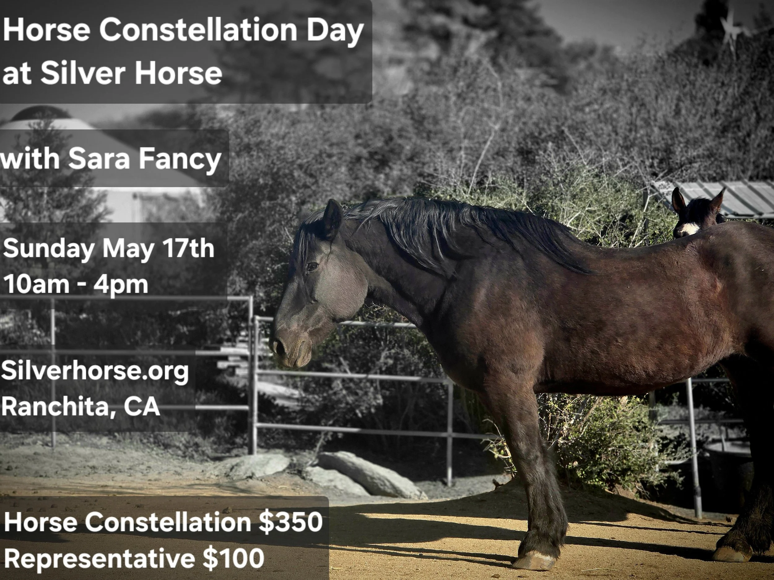 Horse Constellation Day with Sara Fancy at Silver Horse  