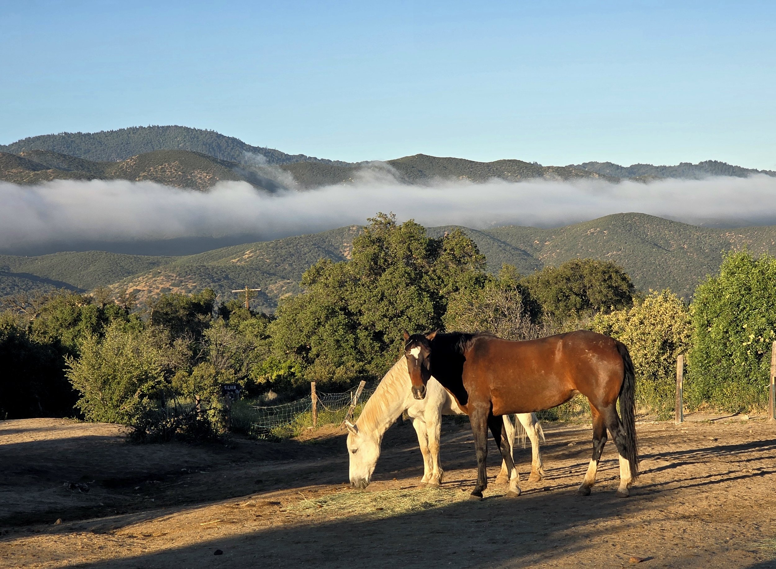 Signal Presence with Horses