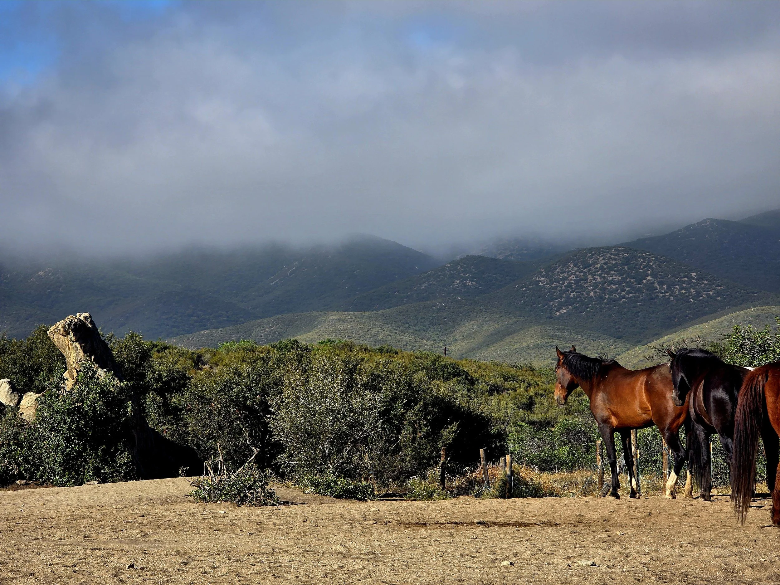 Horse Constellation Day with Sara Fancy at Silver Horse   