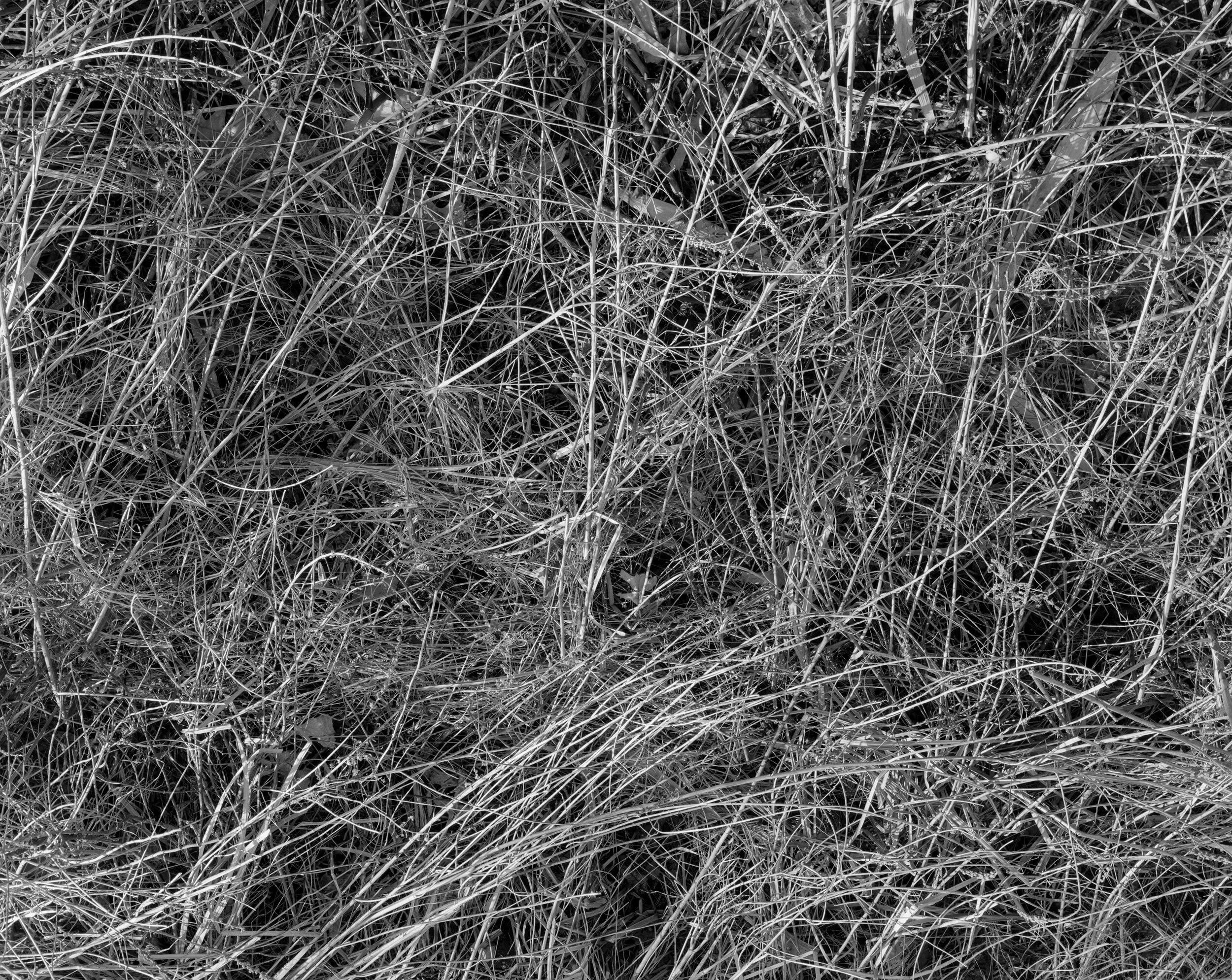  Reeds No.1, 32 x 40", silver gelatin print, 2015 