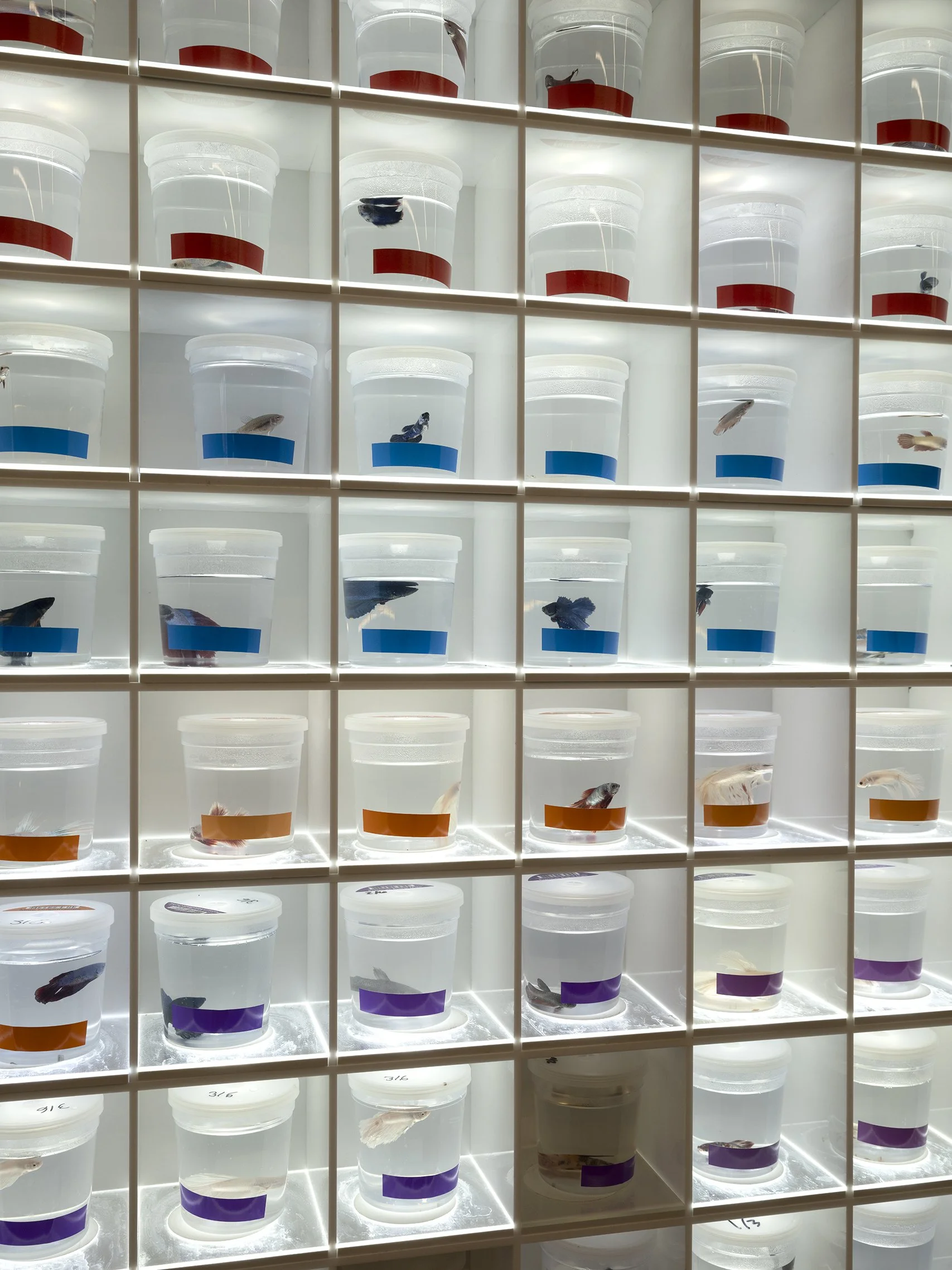  Betta Complex, archival pigment print, 40x30", 2024 