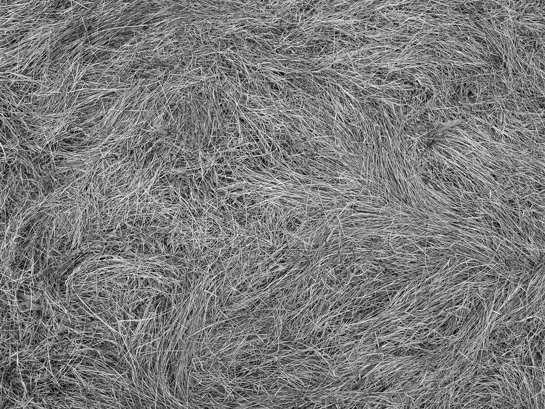 Reeds No.3, 36×48”, archival pigment print, 2024 
