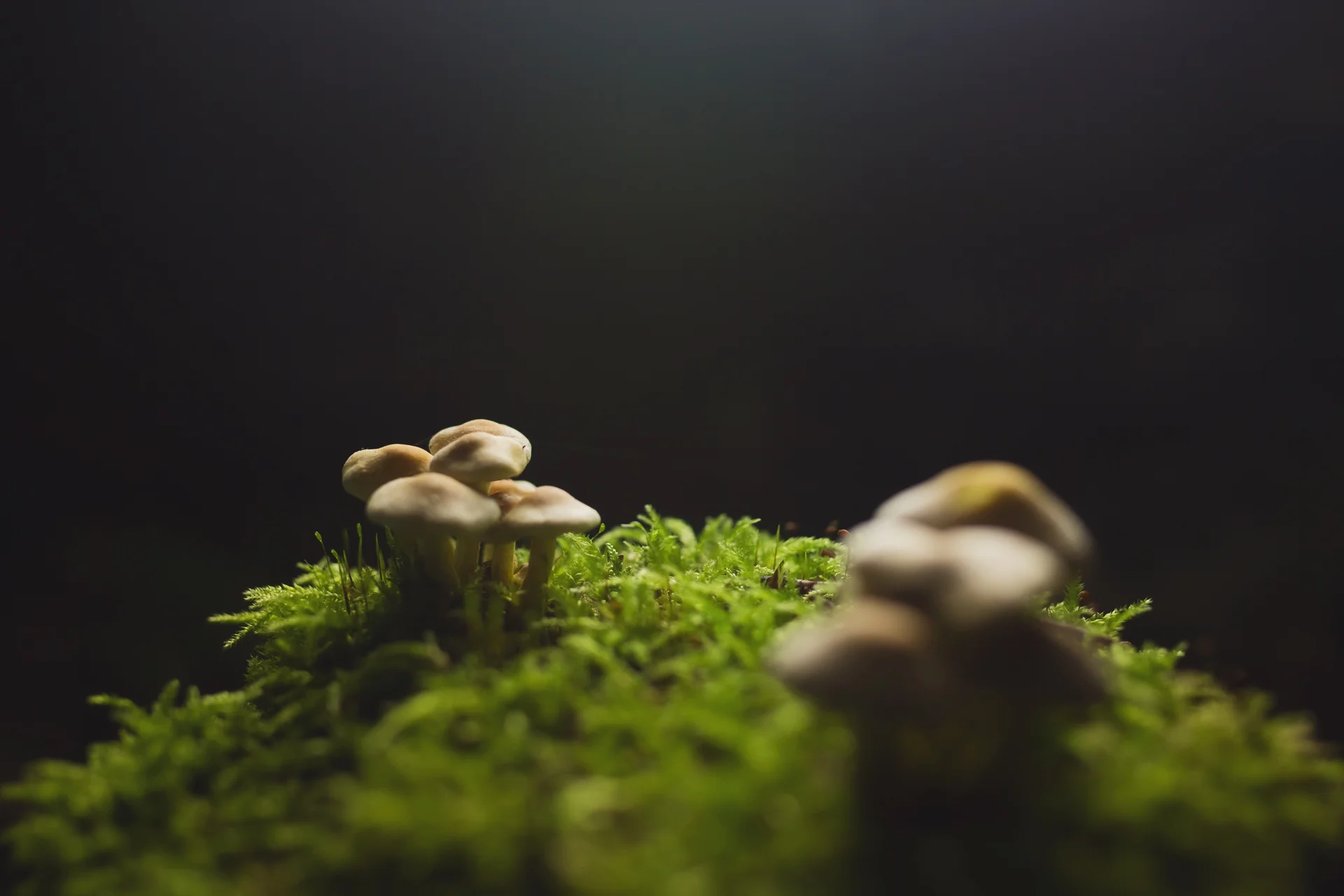 Bioluminescent Forest