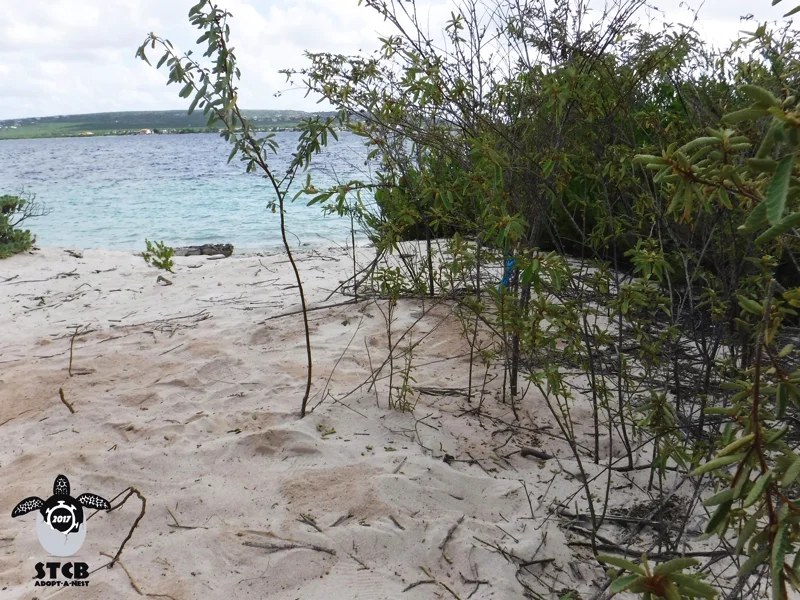 Nest One - Loggerhead