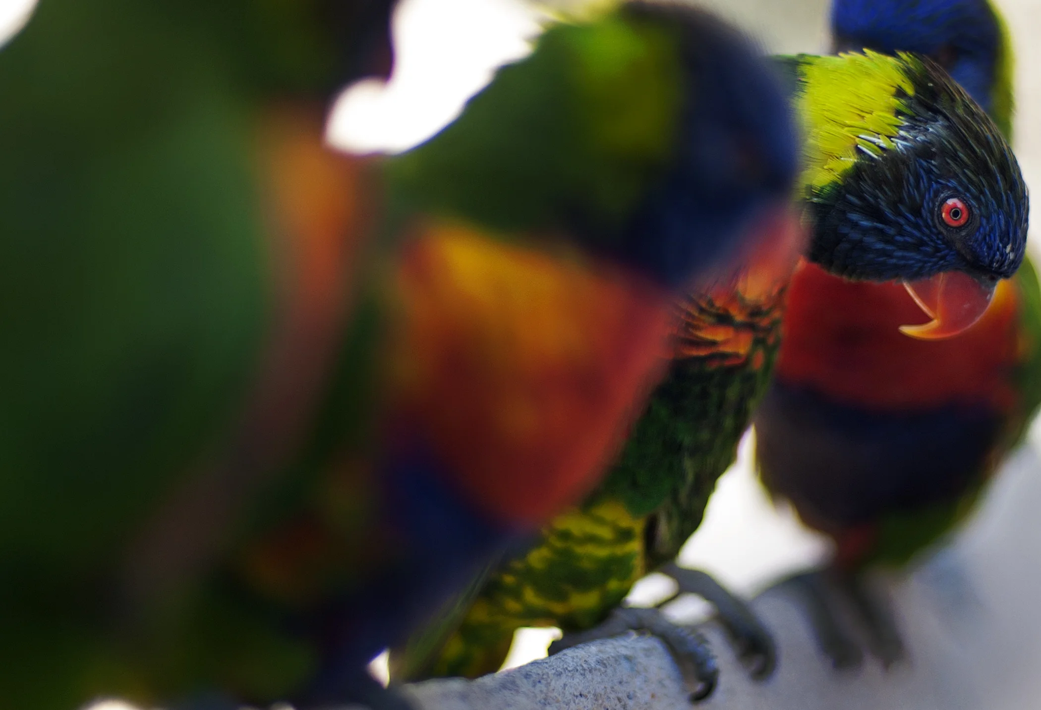 DSC_7089.jpg