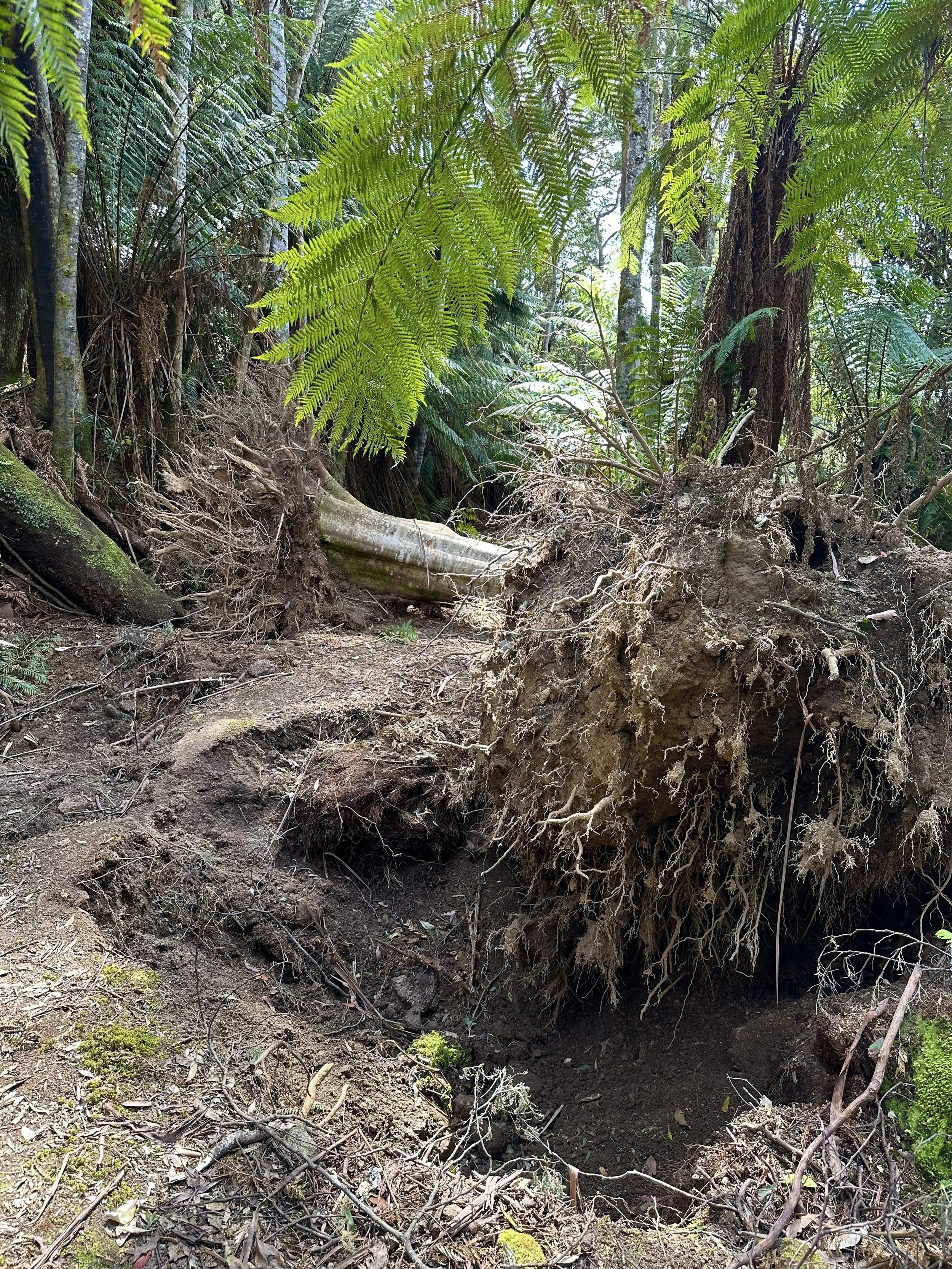 IMG_2688 2024-12-21 23_14_21.jpeg