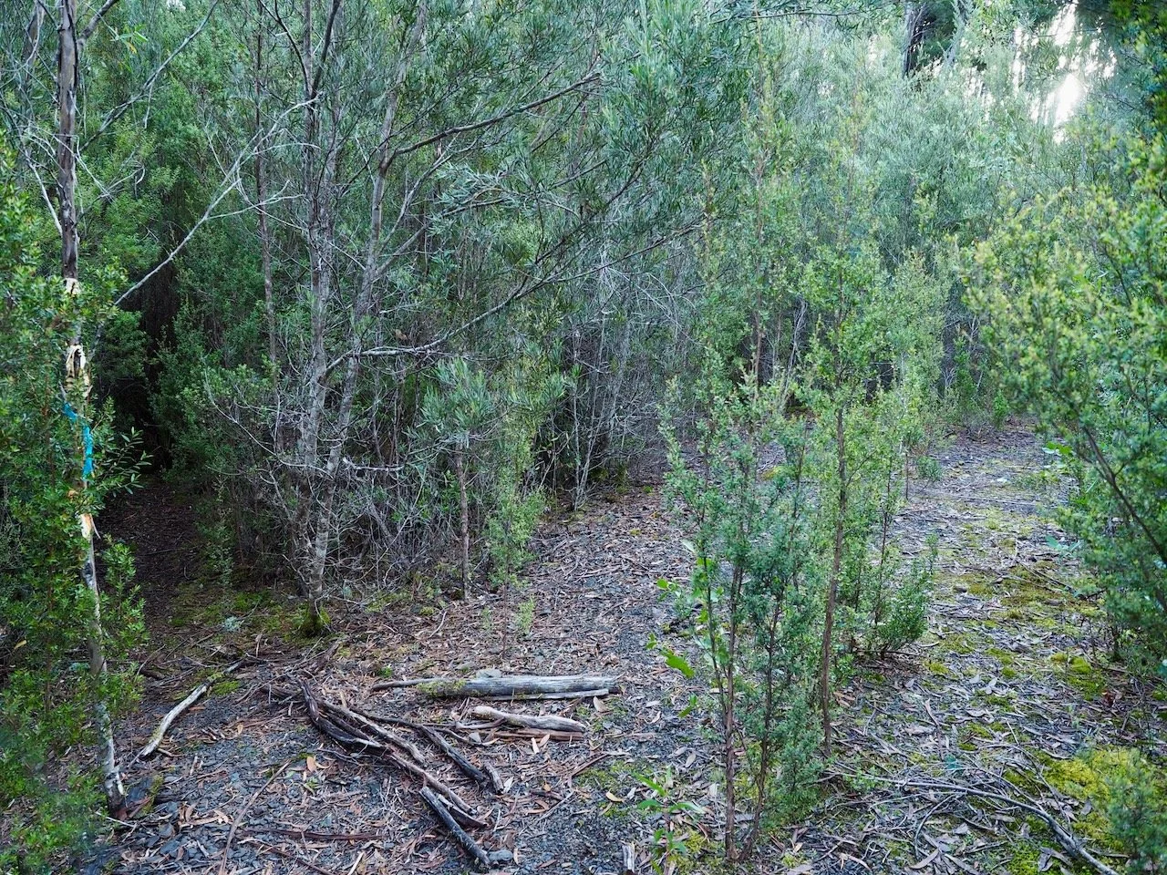 The obvious track (left)
