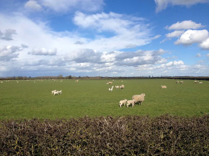 A field of mother sheep with their adorable lambs