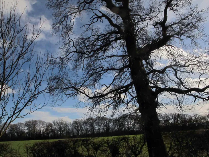 More amazing craggy branches on this tree
