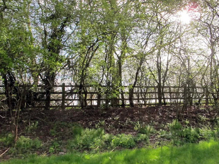 Sun dappled light through young trees that are just starting to sprout their leaves