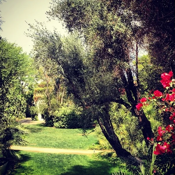 A paradise for hummingbirds (and me)