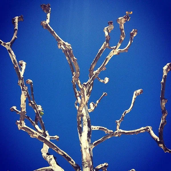 Amazing sculptural bare tree against an azure sky