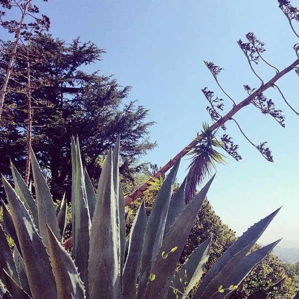Desert flora on a hike up Runyon Canyon