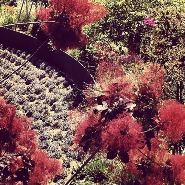 Maroon plant bursts against a lush backdrop