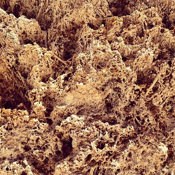 Mesmerizing coral texture