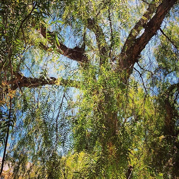 Can’t you almost hear the leaves whispering in the breeze?