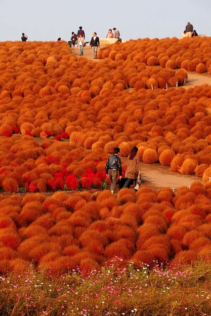 Hitachi Seaside Park, Ibaraki via Pinterest