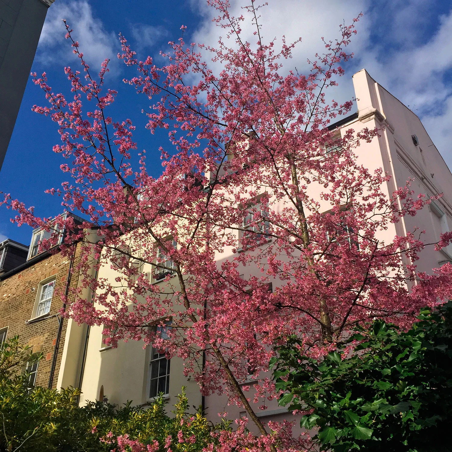 LizNehdi_PinkBlossoms_NottingHill_USE.jpg