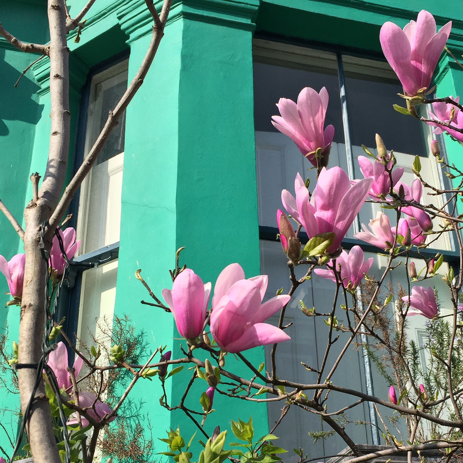 LizNehdi_NottingHill_Turquoise+MagnoliaCloseup.jpg