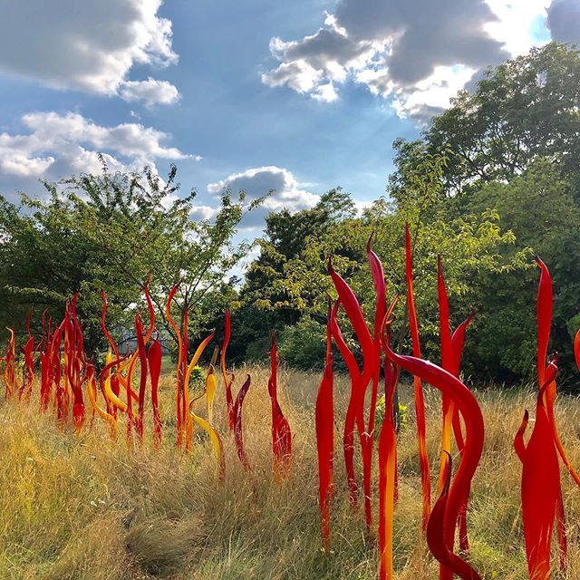 Some highlights from the amazing Chihuly exhibit at Kew Gardens 😍 If you have a chance to see it in person, GO! .
.
.
.
.
.
.
.
.
#liznehdistudio #chihuly #kewgardens #kewgardenslondon #art #sculpture #inspo #inspiration #colour #colorcolourlovers #