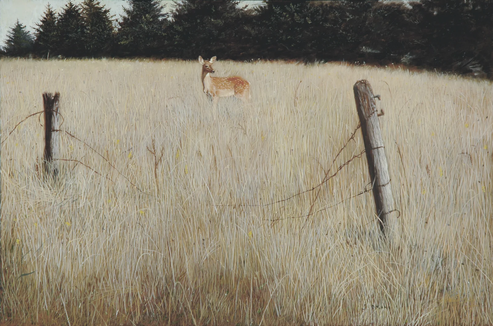 Deer Crossing - Not for Sale