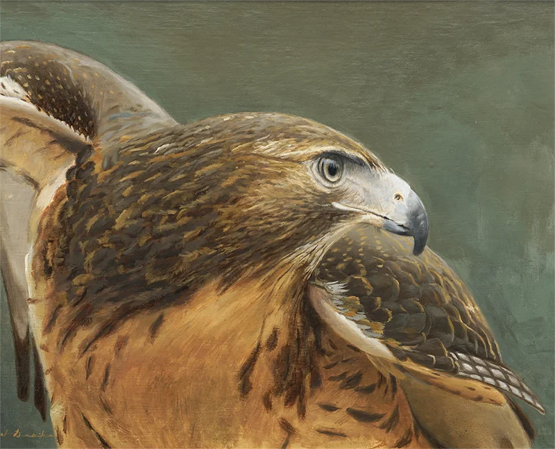 Red Tail Hawk - oil, 16 x 20"
