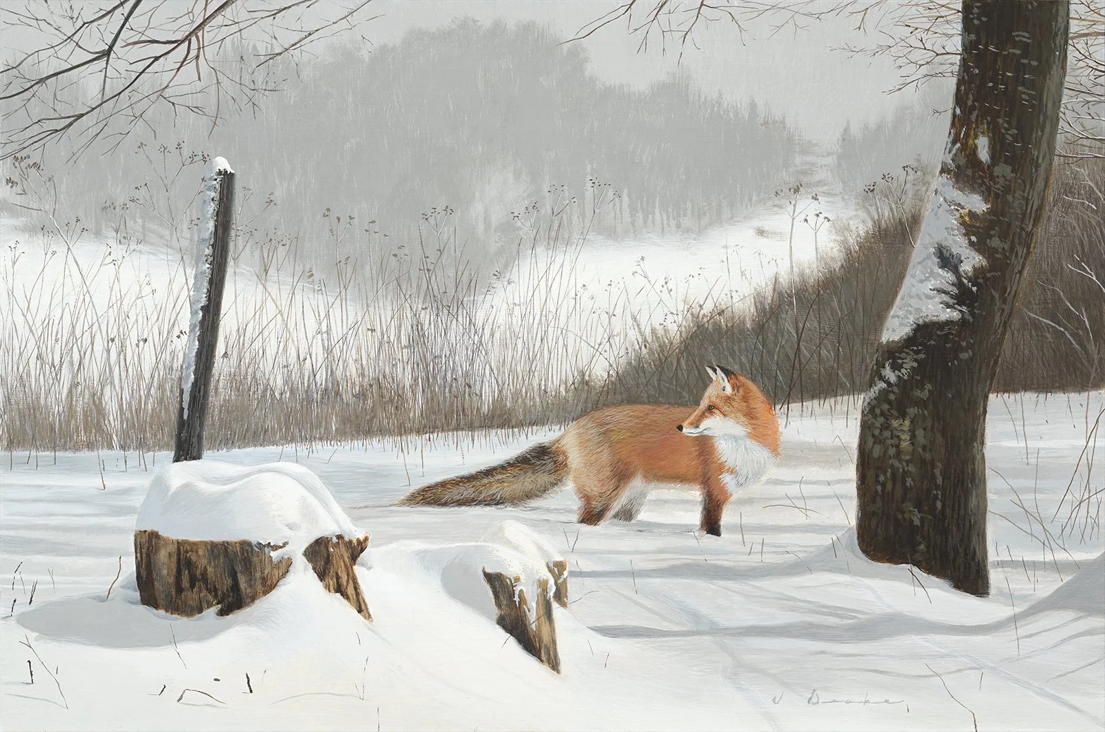 The Fox – SOLD