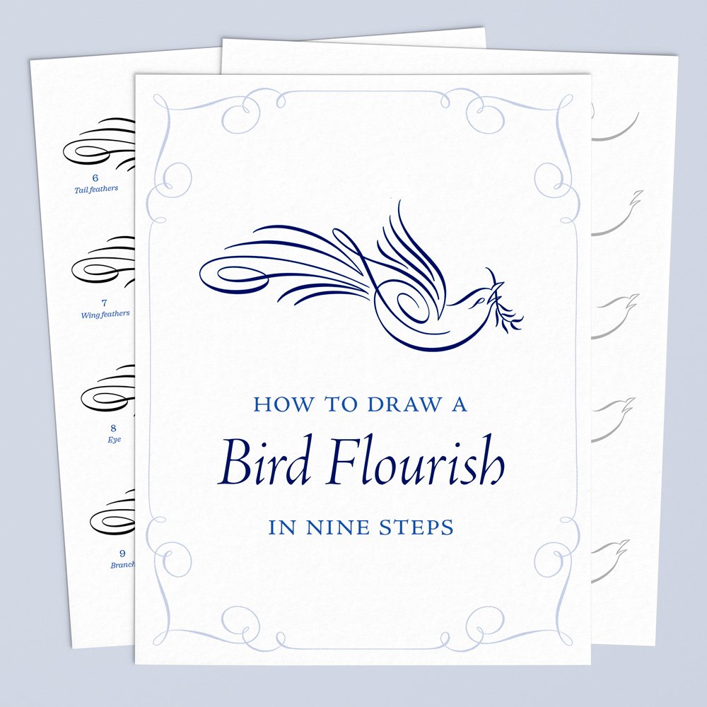 How to Draw a Calligraphic Bird Flourish in Nine Steps