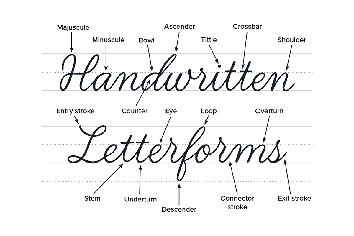 Cursive letterform terminology chart with labels