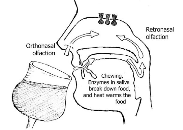 Retronasal olfaction