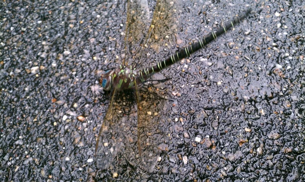 Went to walk the dog and I found this dragonfly flexing in the road.