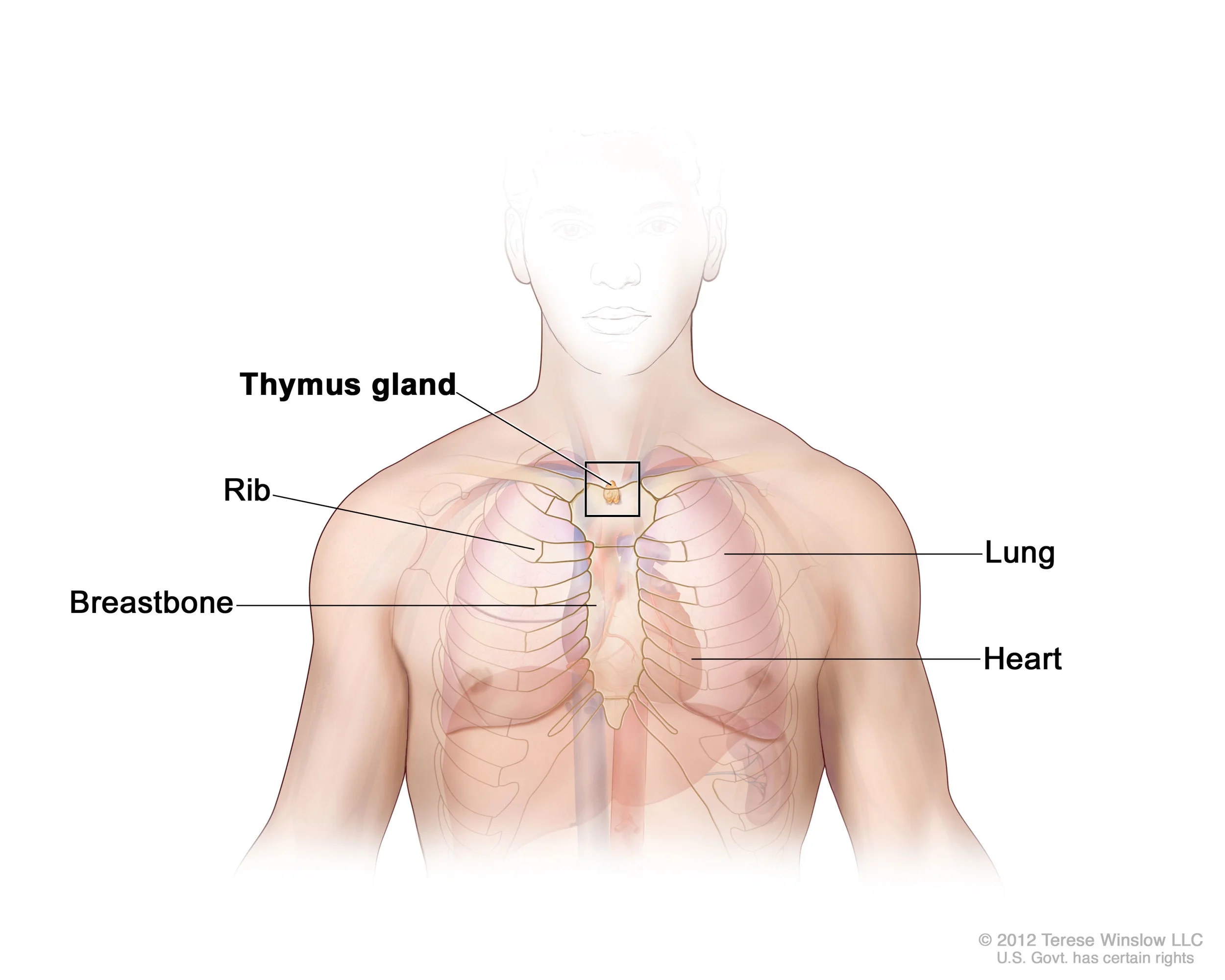 thymus_anatomy_adult_enlarge.jpg