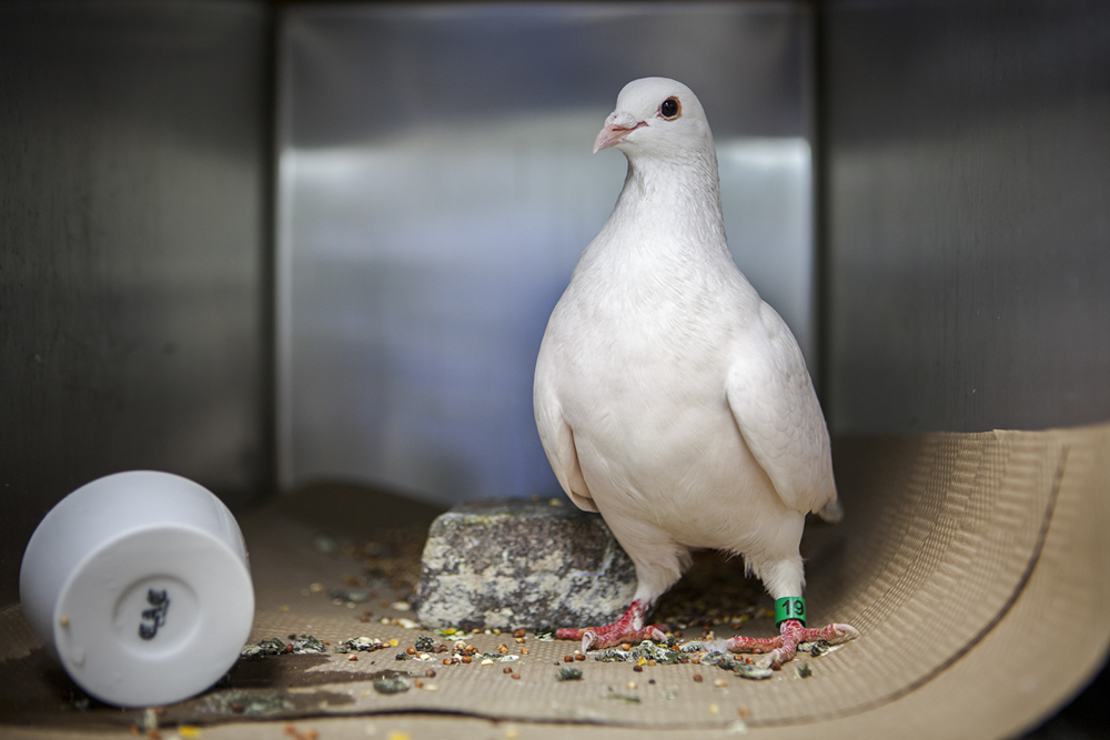 Website birds-4.jpg
