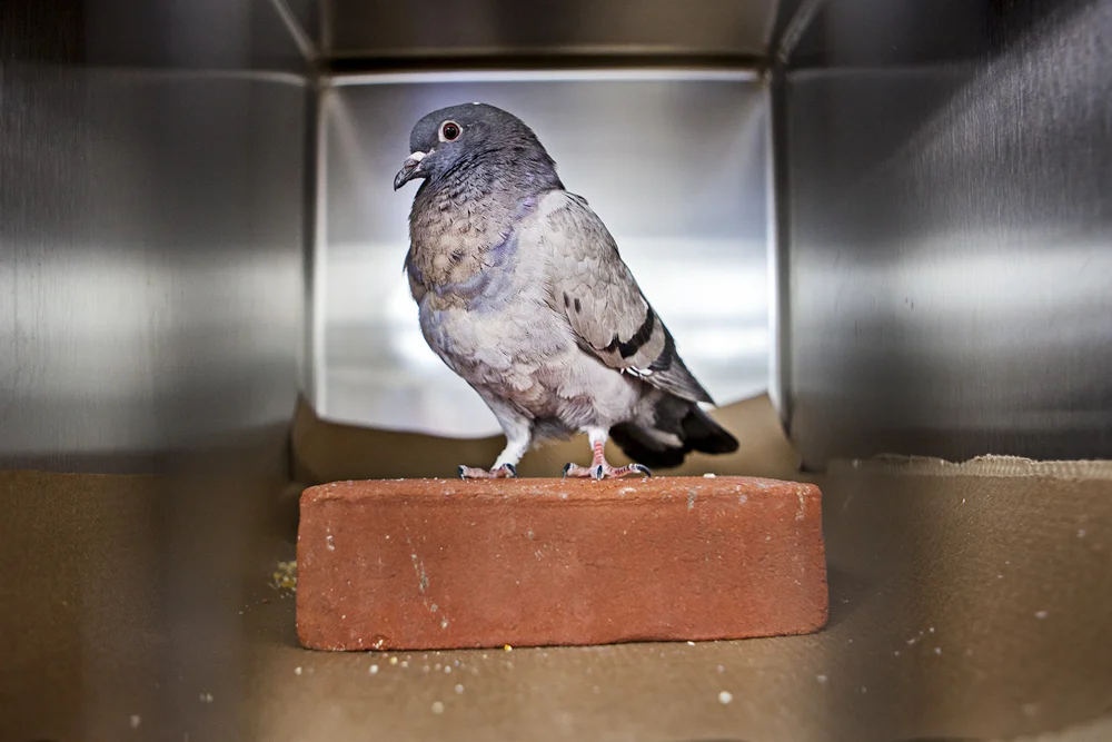 Website birds-3.jpg