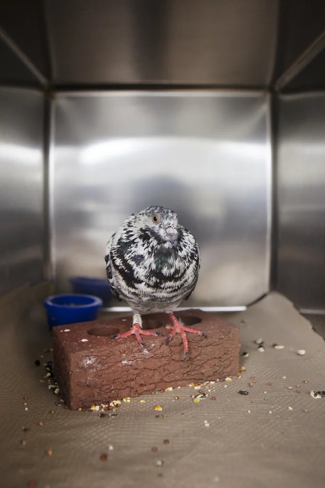 Website birds-5.jpg