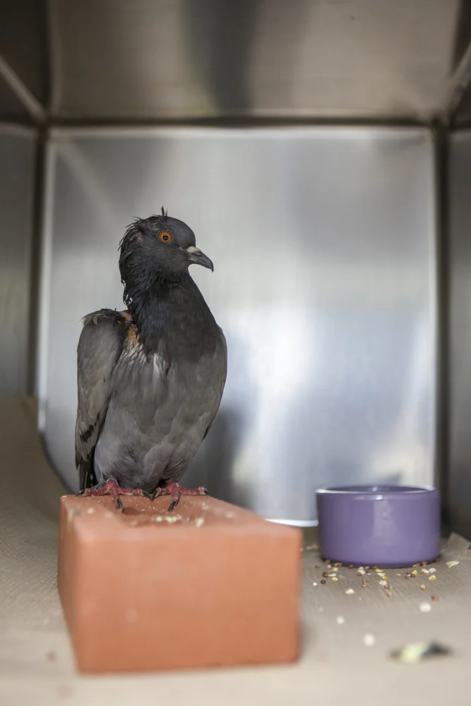 Website birds-8.jpg