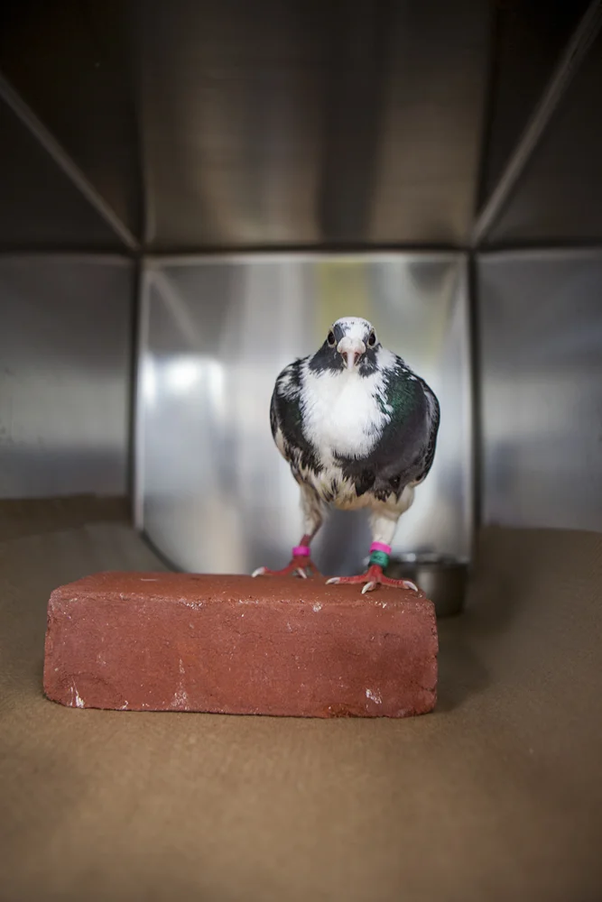 Website birds-9.jpg