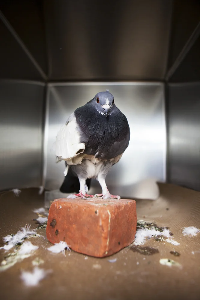 Website birds-10.jpg